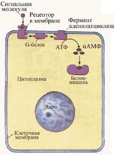 Передача сигнала через рецептор и аденилатциклазу: G-белок, цАМФ, белок-мишень