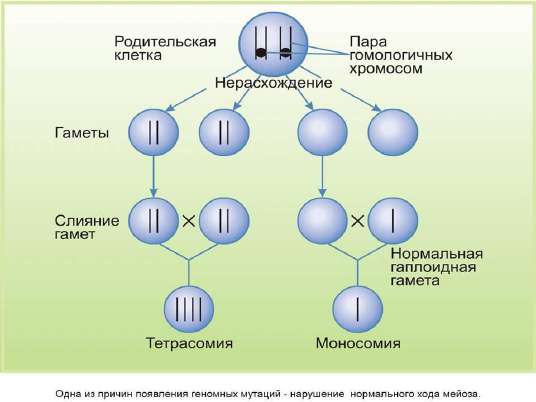 Морфология ядерных структур. Назовите структуры, обозначенные цифрами