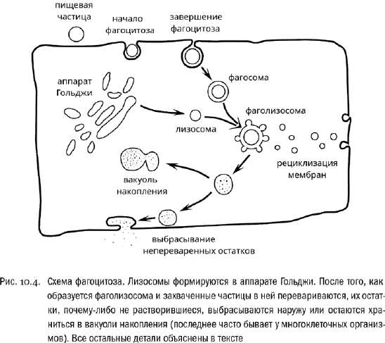 Фагоцитоз: фагосома, фаголизосома, переваривание и вакуоль накопления