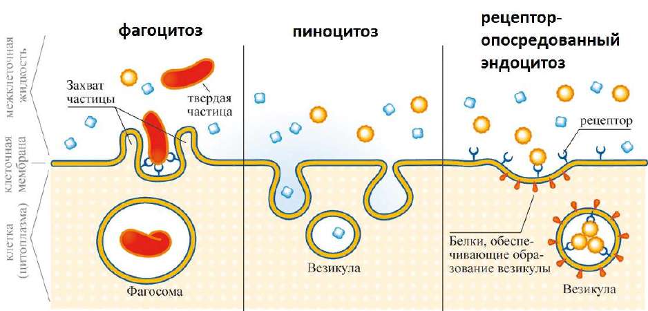 Эндоцитоз: фагоцитоз, пиноцитоз и рецептор-опосредованный эндоцитоз