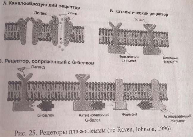Рецепторы плазмалеммы (по Raven, Johnson, 1996): каналообразующий, каталитический, сопряжённый с G-белком