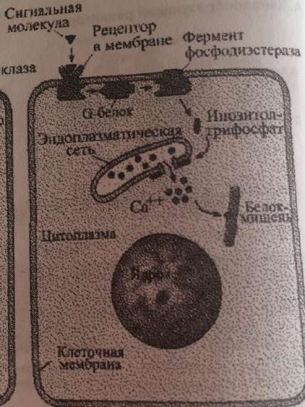 Инозитолфосфатный путь: фосфолипаза C, инозитолтрифосфат, выброс Ca2+ из эндоплазматической сети