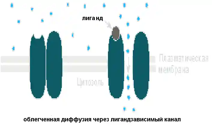 Облегчённая диффузия через лигандзависимый канал