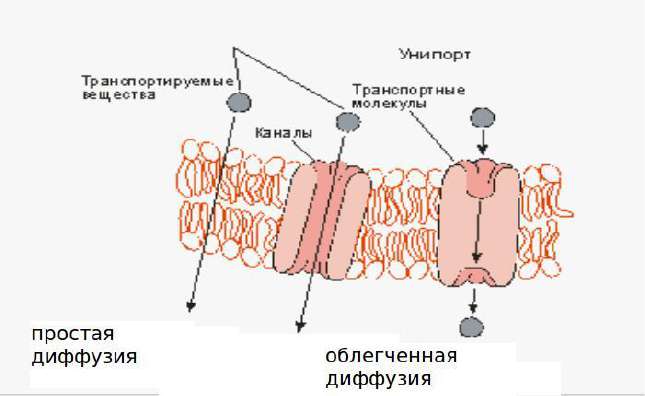 Простая и облегчённая диффузия: каналы и транспортные белки (унипорт)