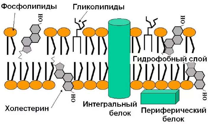 Организация мембраны: фосфолипиды, гликолипиды, холестерин, интегральные и периферические белки