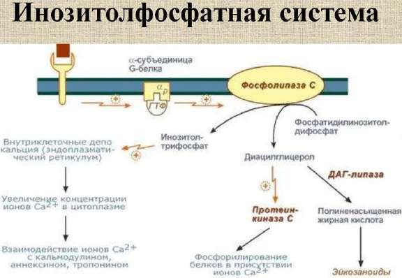 Инозитолфосфатная система: фосфолипаза C, ИФ3, диацилглицерол, протеинкиназа C, депо кальция