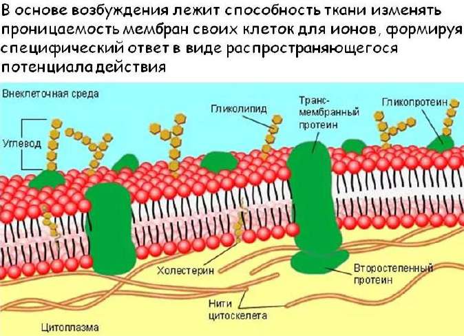 Жидкостно-мозаичная модель мембраны: фосфолипиды, холестерин, гликолипиды, белки, цитоскелет