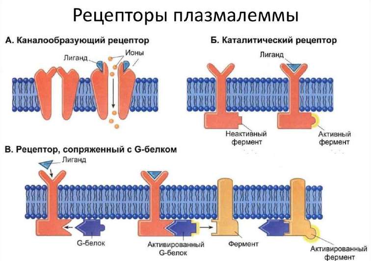 Три класса мембранных рецепторов: каналообразующий, каталитический, сопряжённый с G-белком