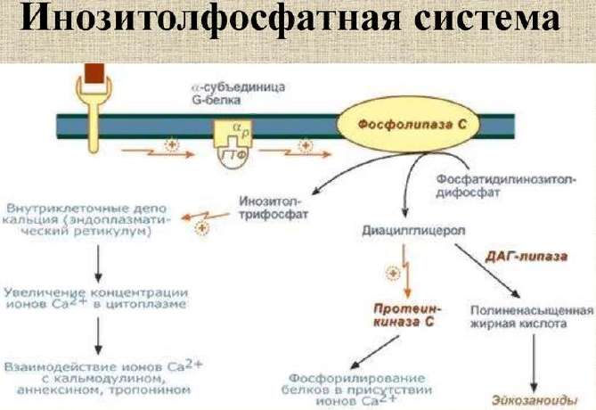 Инозитолфосфатная система: фосфолипаза C, инозитолтрифосфат, диацилглицерол, протеинкиназа C, кальций