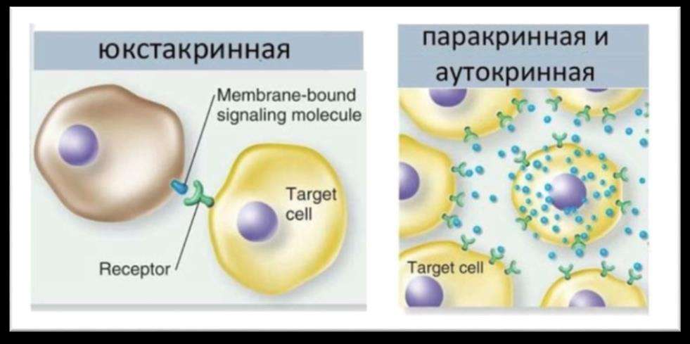 Юкстакринная, паракринная и аутокринная сигнализация