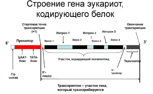 Причины гетероплоидии у человека