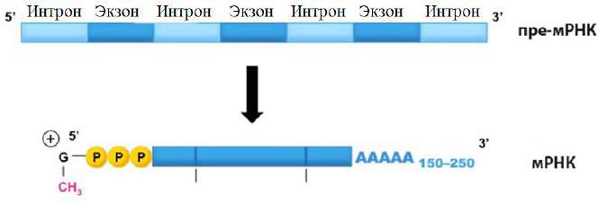 Причины гетероплоидии у человека