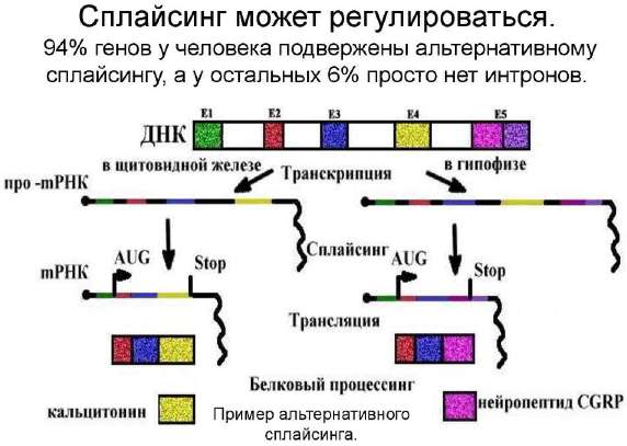 Причины гетероплоидии у человека