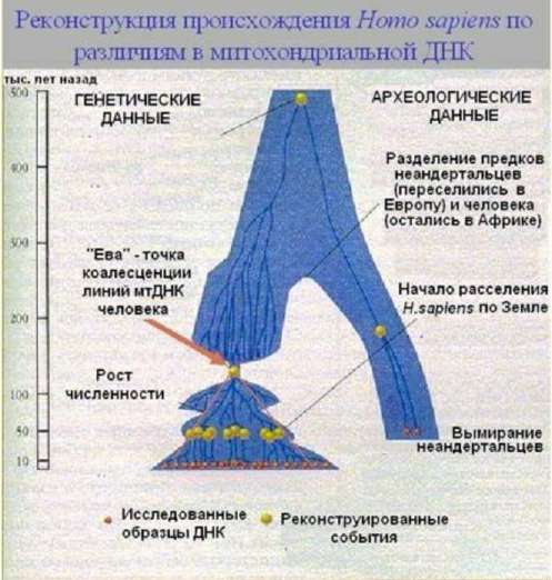 Реконструкция происхождения Homo sapiens по различиям митохондриальной ДНК