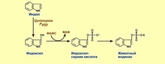 Образование животного индикана: индол → цитохром P450 → индоксил → ФАФС → индикан
