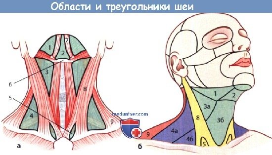 Области и треугольники шеи